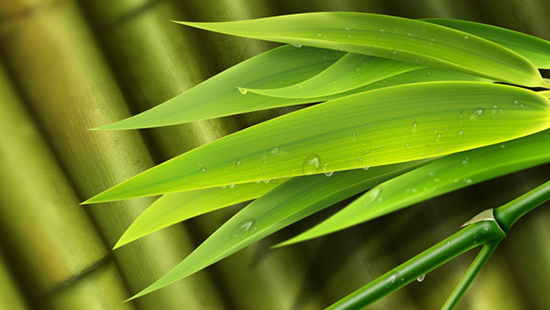 Bambu segar daun latar belakang psd template