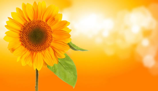 bunte Sonnenblumen-Hintergrund