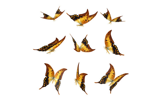 der goldene Schmetterling PNG-icons
