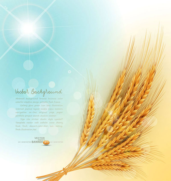 黄金の小麦の背景