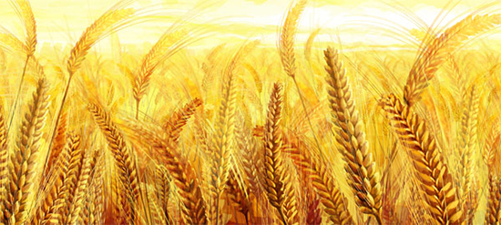 黄金の小麦の背景層状 psd テンプレート