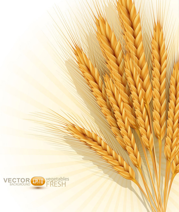 colheita de trigo dourado no outono