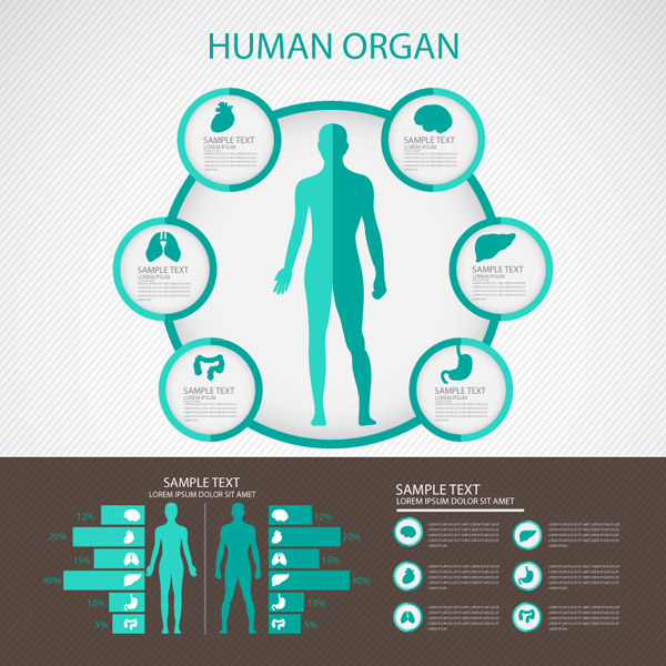 Green Body Organ Chart