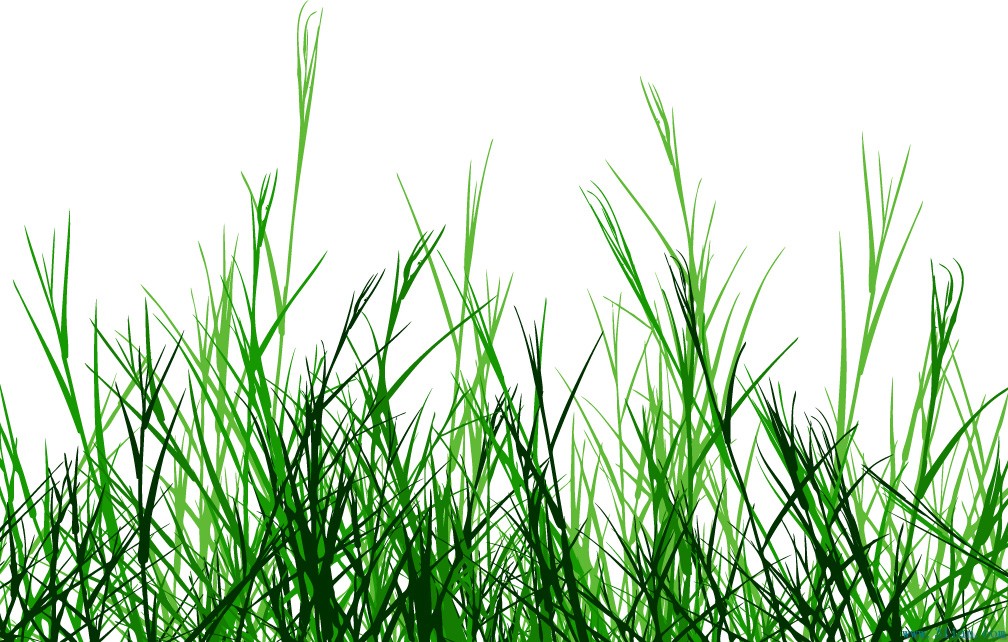 العشب الأخضر
