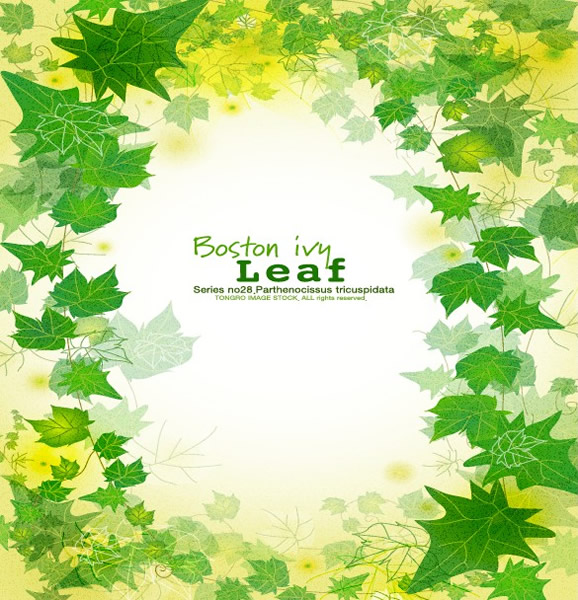 Green Leaf Background Lace