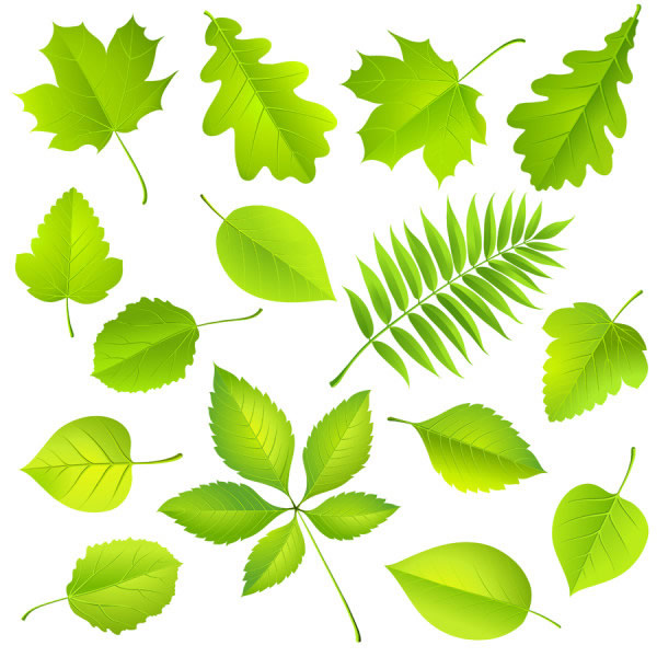 зеленые листья