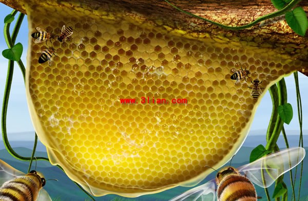 手绘蜜蜂蜂窝巢在日落美景源文件