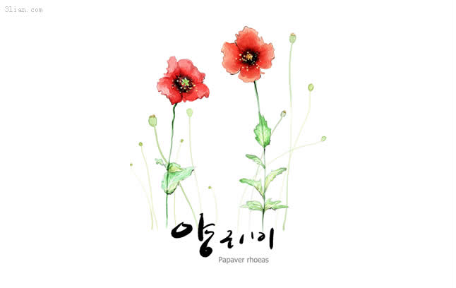Hand Painted Poppies Psd Material