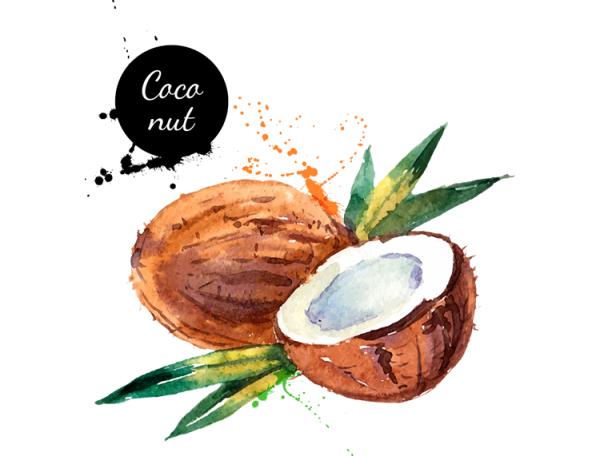手描きの水彩画のココナッツ