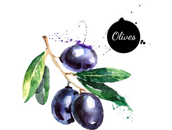 Hand Painted Watercolor Olive