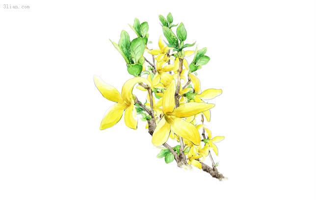 Hand Painted Yellow Flowers Psd Material