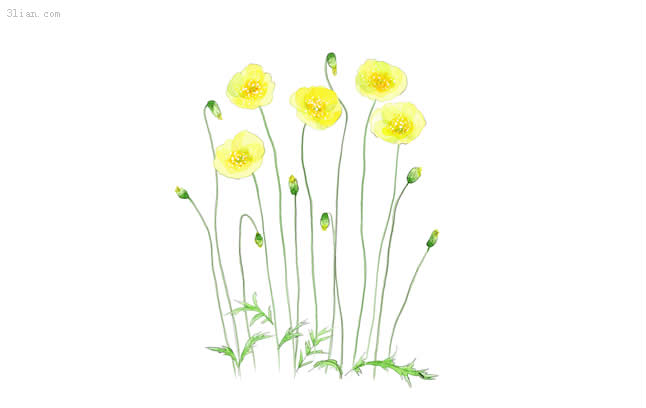 bàn tay sơn màu vàng Hoa poppy psd lớp vật liệu