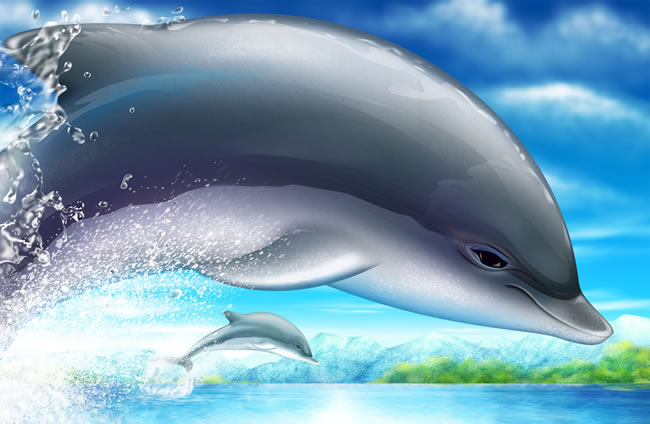 HD delfiny psd materiału