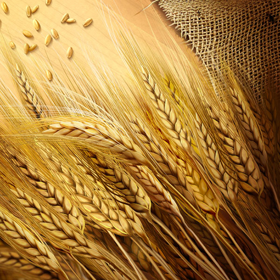 HD пшеницы фон psd шаблон