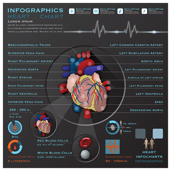 informasi organ jantung