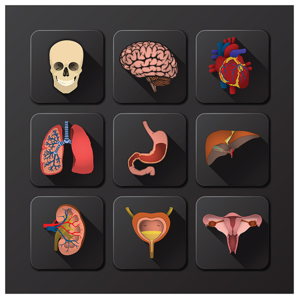 órgãos internos do ícone do corpo humano