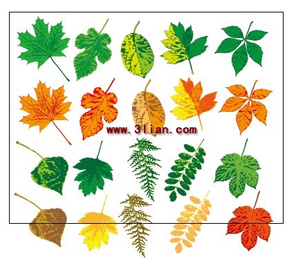 hojas hojas hojas