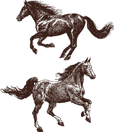 خط الفن الحصان حيوان
