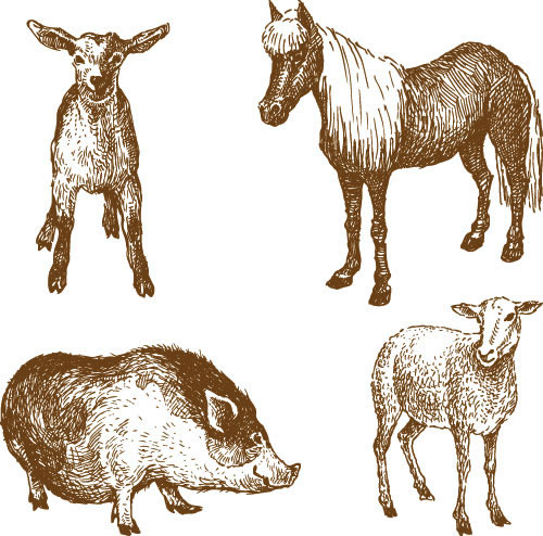 Line Drawing Animals Lamb House