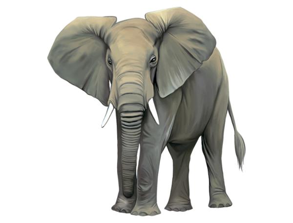 schöne große Ohren des Elefanten