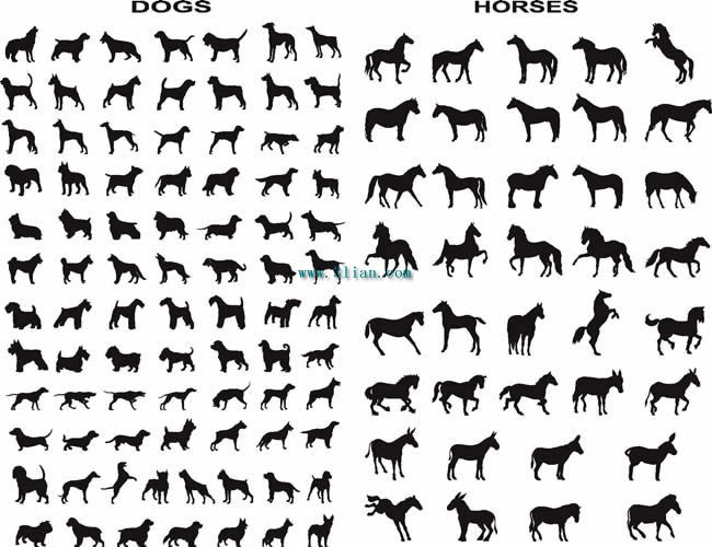 更多比黑色的马和狗