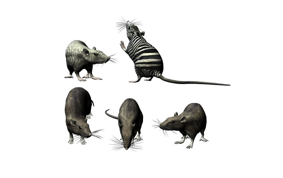 ícones png de rato
