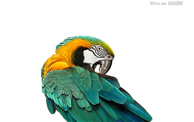 Parrot Psd Material