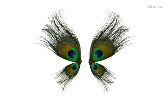 Peacock Wings Material Png