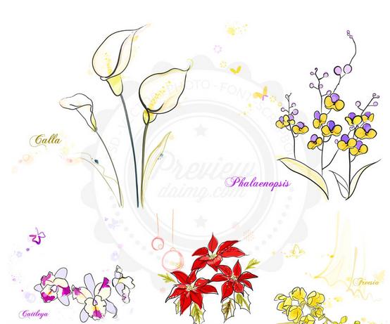 bosquejo de Phalaenopsis y flor de Pascua