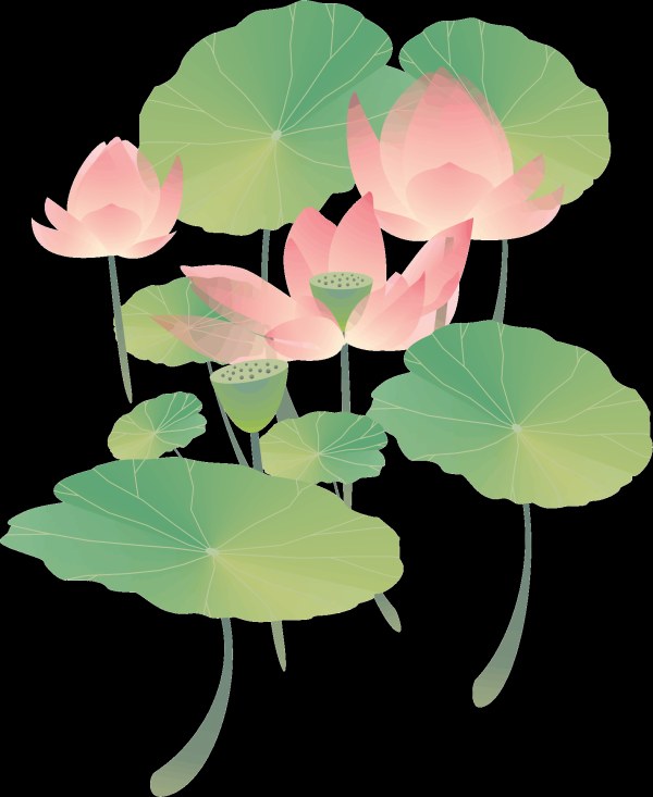 foglie di loto loto rosa verde