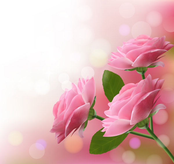 핑크 장미 꽃 배경