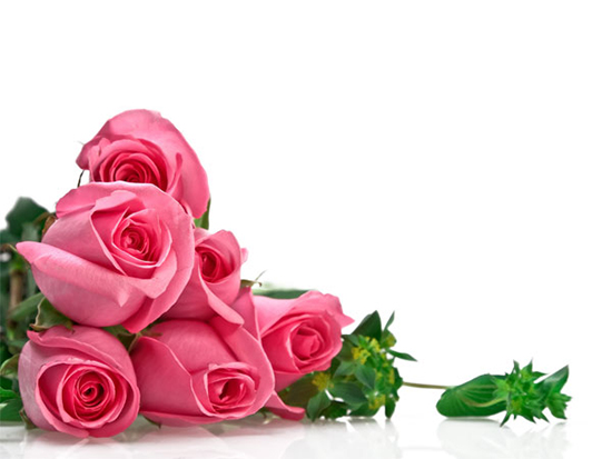 bunga mawar merah muda psd template
