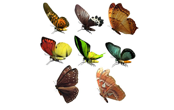 PNG warna kupu-kupu bahan