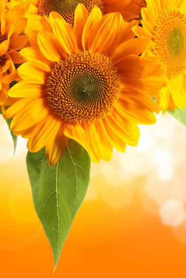 vergossene Sonnenblumen