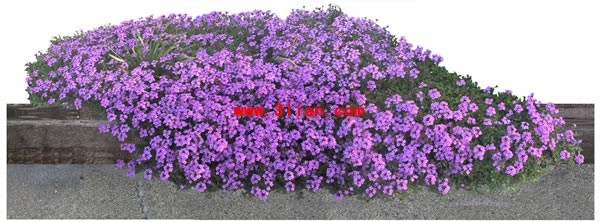 psd 계층화 된 보라색 꽃 정원 식물
