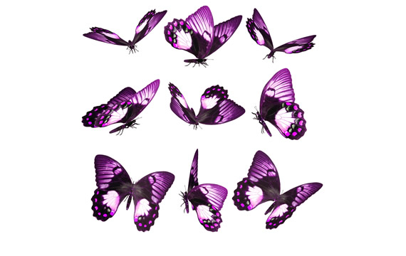 iconos png de mariposa púrpura