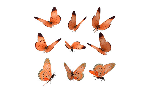 Red Butterfly Png Stuff