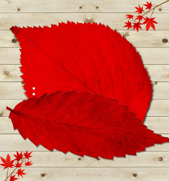 Red Leaf Psd Material