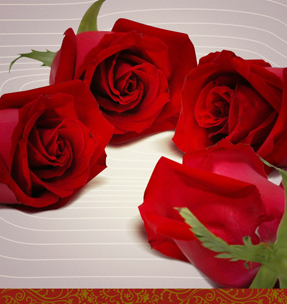 Red Rose Background Psd Material