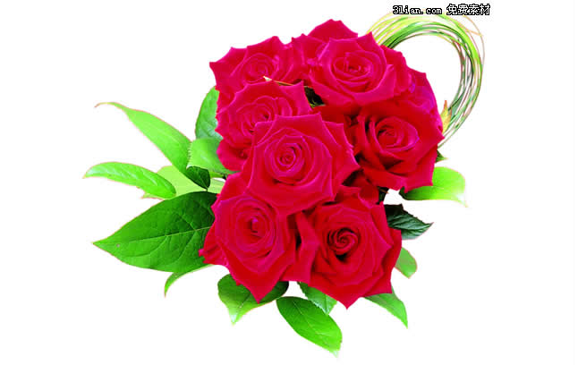赤いバラの花の psd 素材