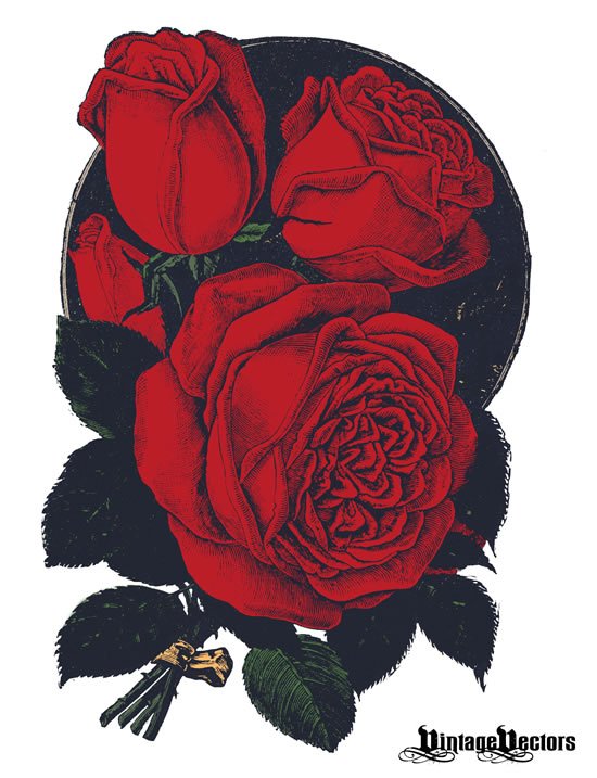 ilustrasi vintage mawar merah