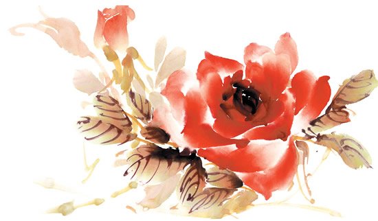 Rose Design Watercolor Painting Psd