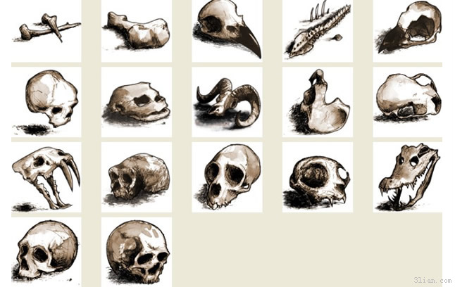 Skeleton Icon Png