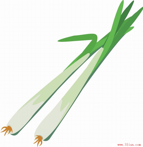 spring onion clipart - photo #7