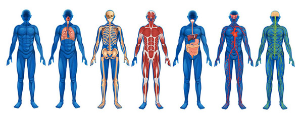 na wykresie narządów ciała ludzkiego