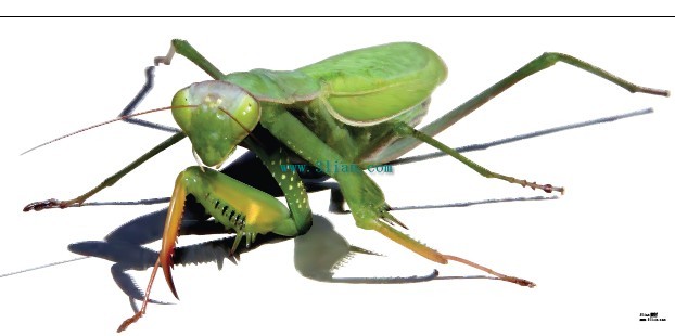berdoa mantis