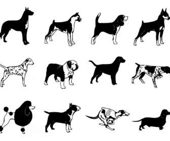 短い髪犬の 12 種類