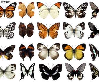 20 бабочка Psd слоистый материал