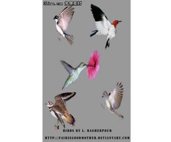 5 hummingbird psd layered material