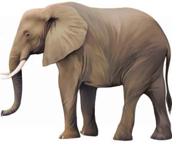 Um Elefante Marrom Bonito
